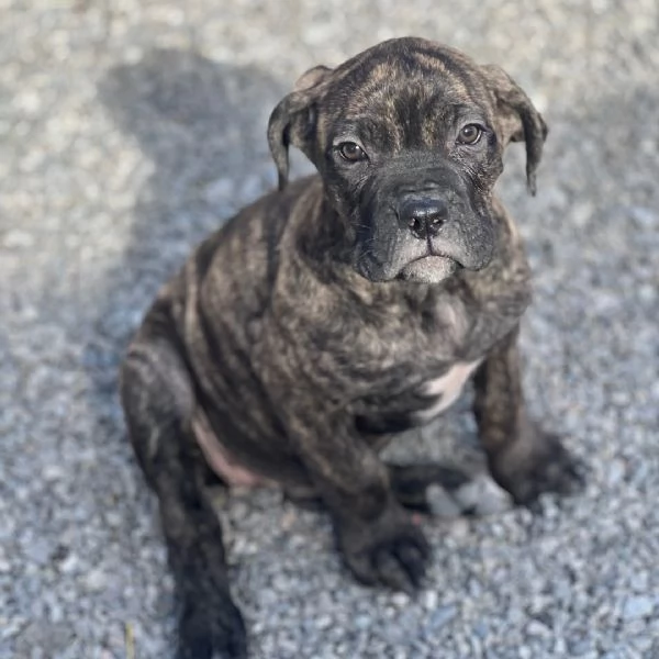  Cane Corso mini   (cuccioli maschio e femmina) | Foto 0