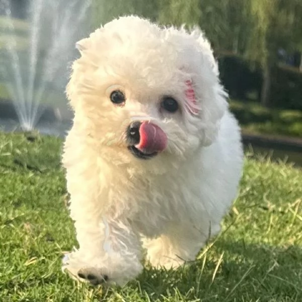 Bolognese (cuccioli maschio e femmina)