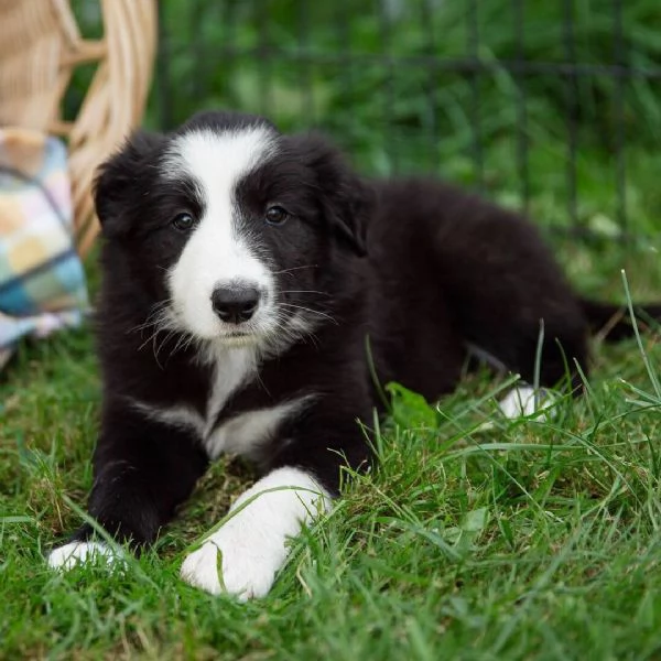 Border Collie (cuccioli maschio e femmina) | Foto 0