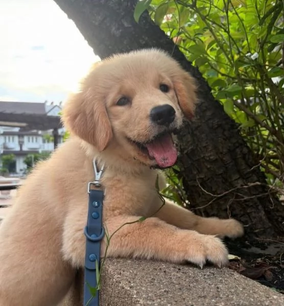 Golden Retriever (cuccioli maschio e femmina) | Foto 0