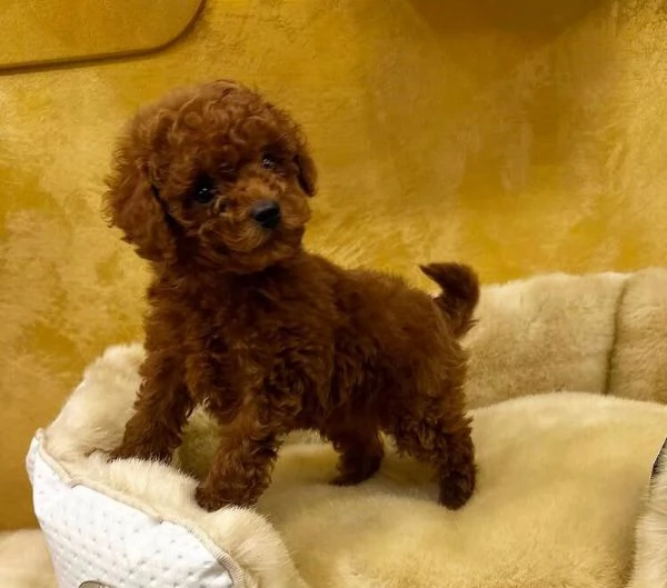 Barboncino (cuccioli maschio e femmina) | Foto 1