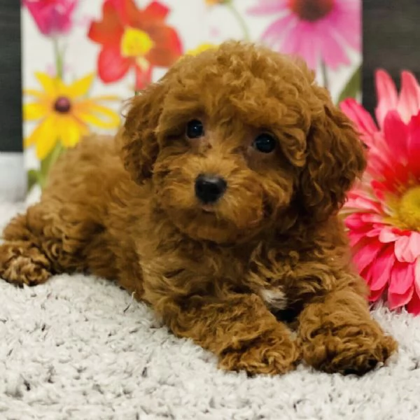 Barboncino (cuccioli maschio e femmina) | Foto 0