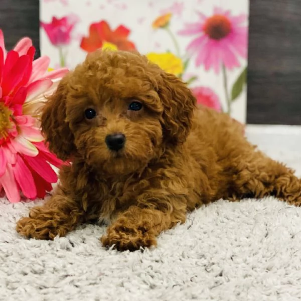 Barboncino (cuccioli maschio e femmina)