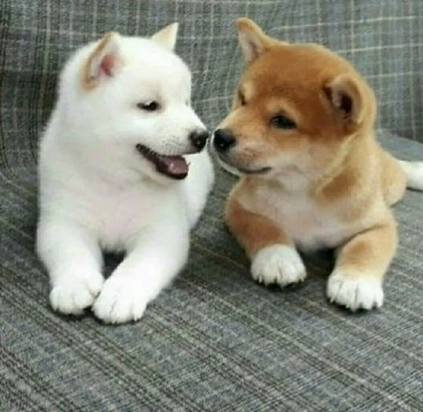 Cuccioli di Shuba Inu | Foto 0