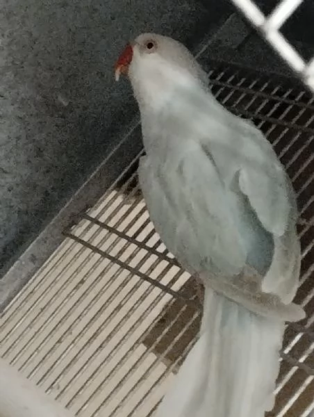 Parrocchetto Femmina dal collare Adulta | Foto 1