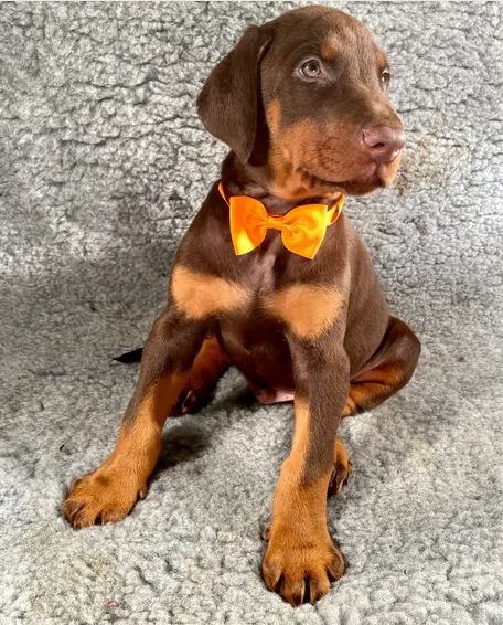 Dobermann Cioccolato in adozione | Foto 0