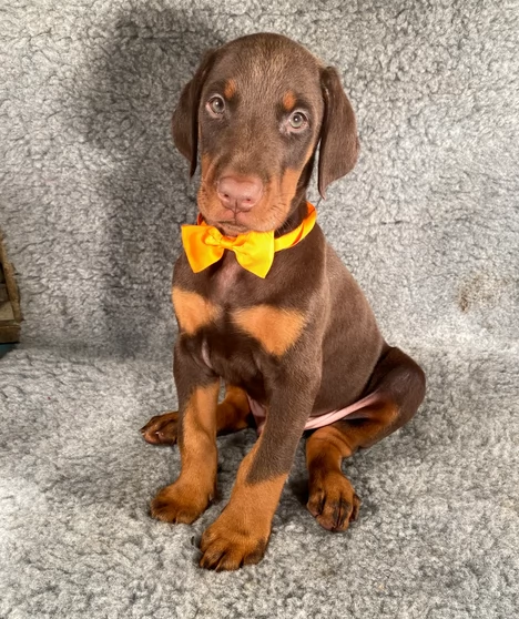 Dobermann Cioccolato in adozione