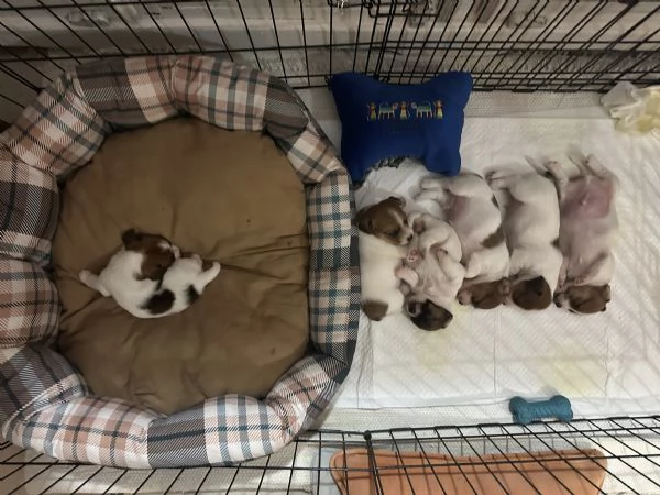 JACK RUSSELL TERRIER DI ALTA GENEALOGIA