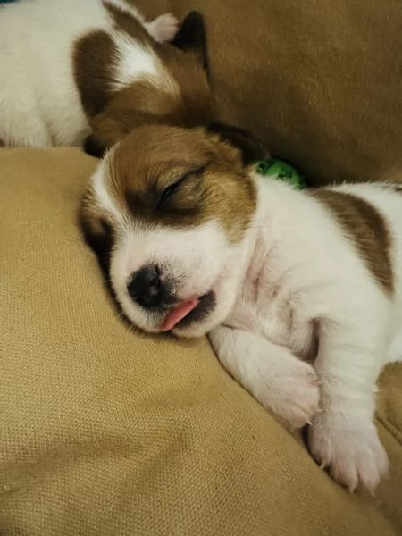 JACK RUSSELL TERRIER DI ALTA GENEALOGIA | Foto 3