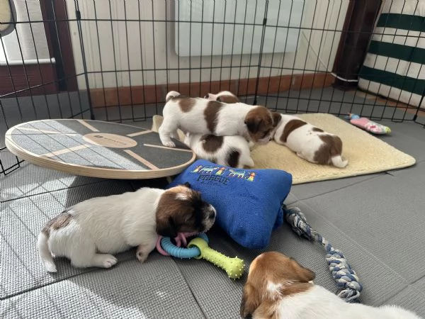 JACK RUSSELL TERRIER DI ALTA GENEALOGIA | Foto 2