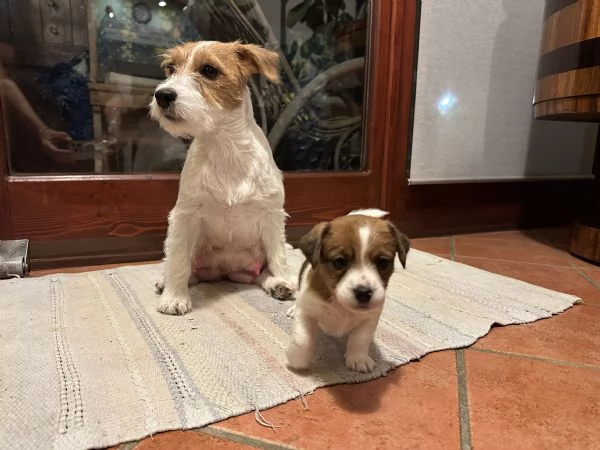 JACK RUSSELL TERRIER DI ALTA GENEALOGIA | Foto 0