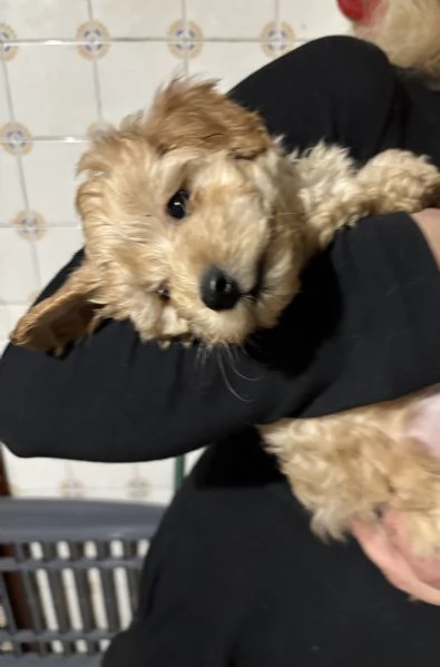 Barboncini toy | Foto 6