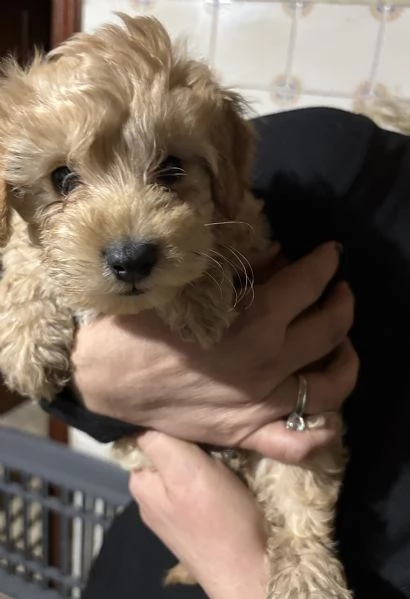 Barboncini toy | Foto 5