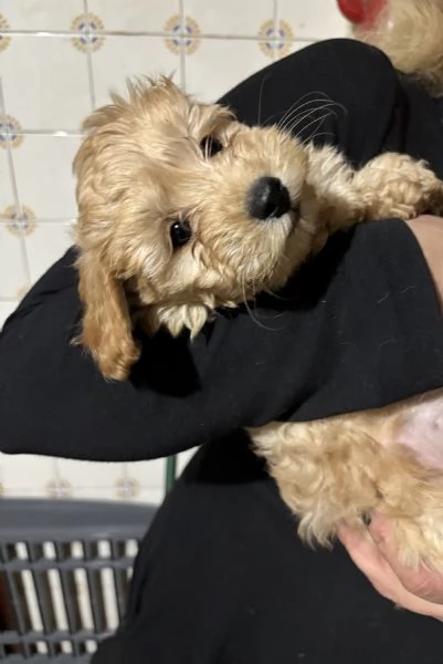 Barboncini toy | Foto 4