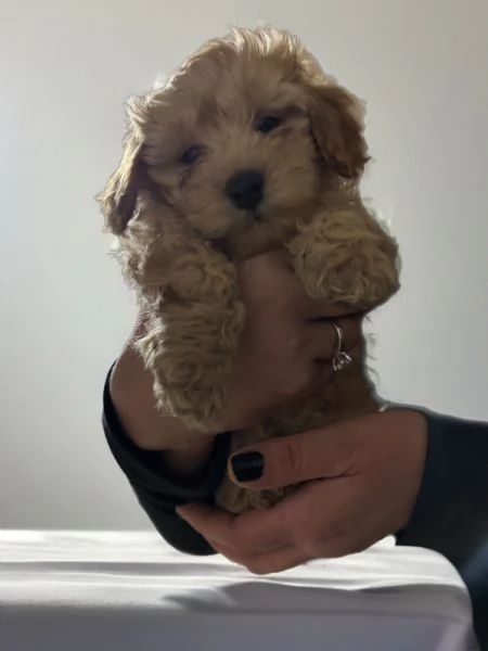 Barboncini toy | Foto 3