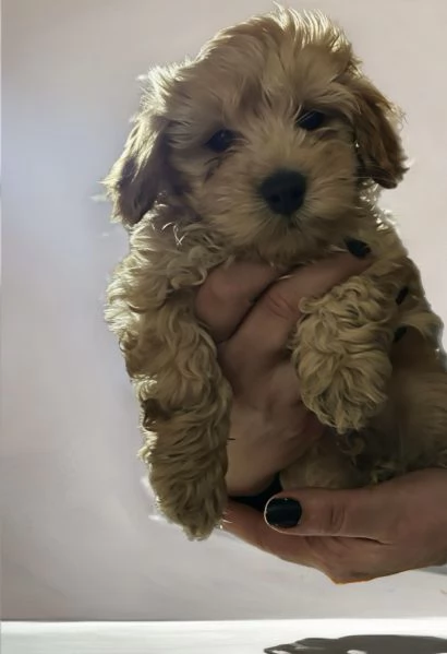 Barboncini toy | Foto 1