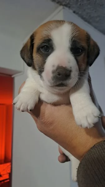 Cuccioli jack russell