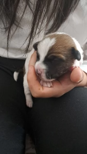Cuccioli jack russell | Foto 5