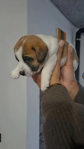 Cuccioli jack russell | Foto 4