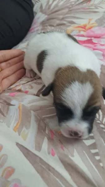 Cuccioli jack russell | Foto 3