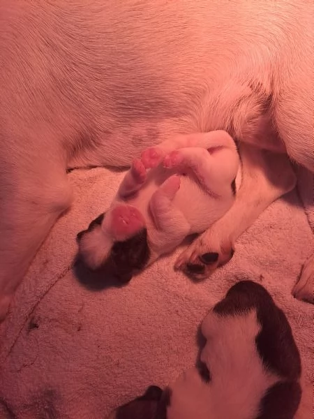 Cuccioli jack russell | Foto 2
