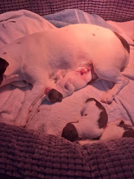 Cuccioli jack russell | Foto 1