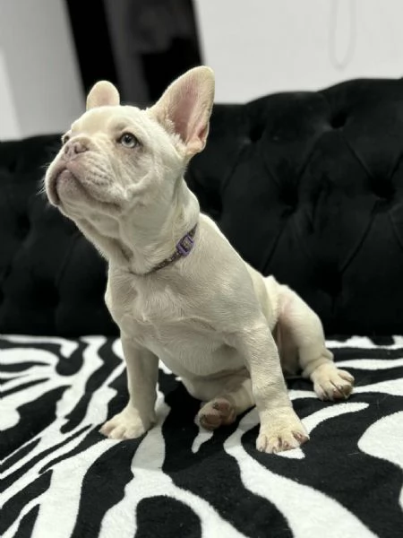 Cuccioli Bulldog Francese Platinum  | Foto 5