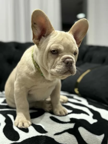 Cuccioli Bulldog Francese Platinum  | Foto 4