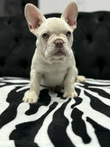 Cuccioli Bulldog Francese Platinum 
