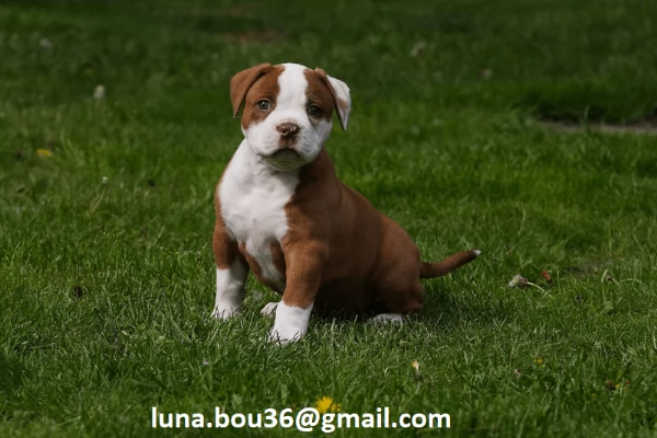  Regalo Cuccioli pitbull Disponibili bellissimi cuccioli di pitbull, genitori visibili, i cuccioli s