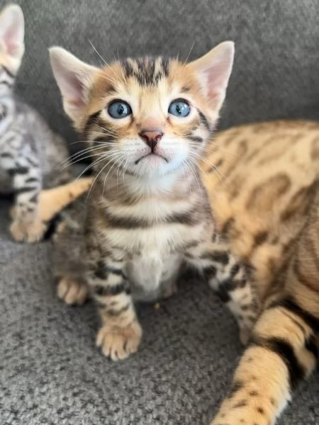 Cuccioli gatto Bengala