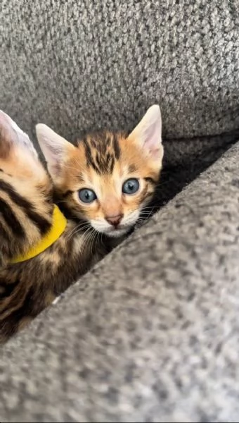 Disponibile bengala brown spotted tabby