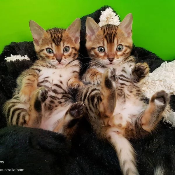 BENGAL CUCCIOLI DISPONIBILI | Foto 0