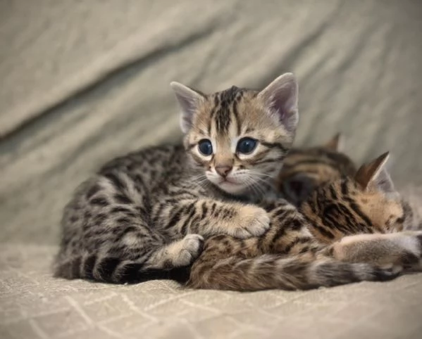 Due Bellissimi Bengala di 3 mesi | Foto 0