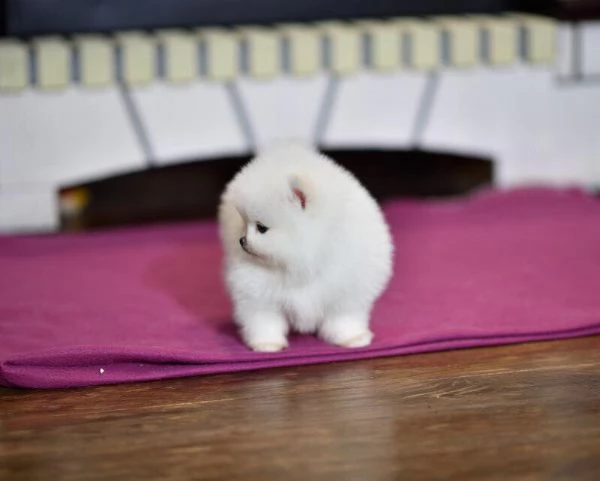 Cuccioli POMERANIA toy | Foto 0