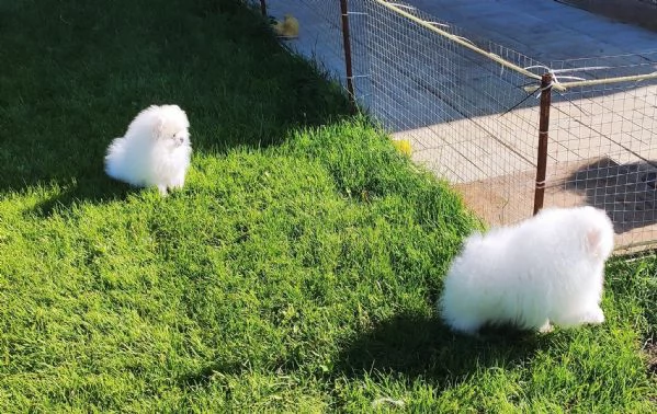 Spitz pomerania maschio e femmina