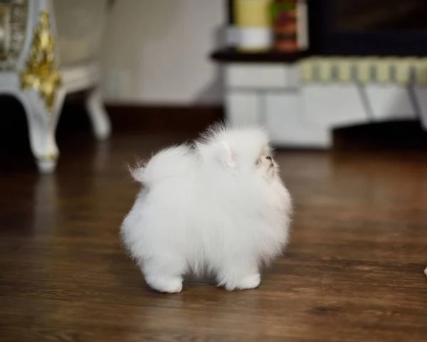 Cuccioli Spitz POMERANIA da genitori toy