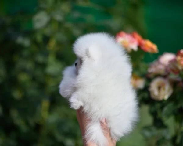 Cuccioli di Pomerania toy | Foto 0