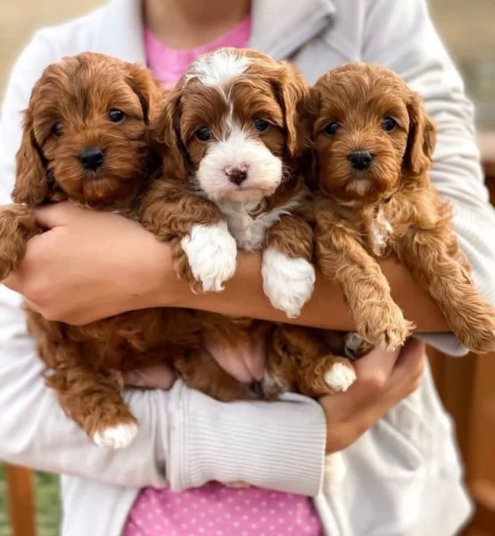 Cuccioli di Maltipoo  | Foto 2