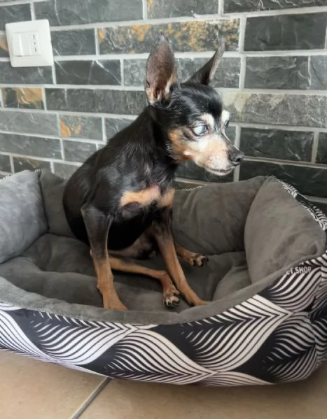 Trilly Pinscher 17 anni