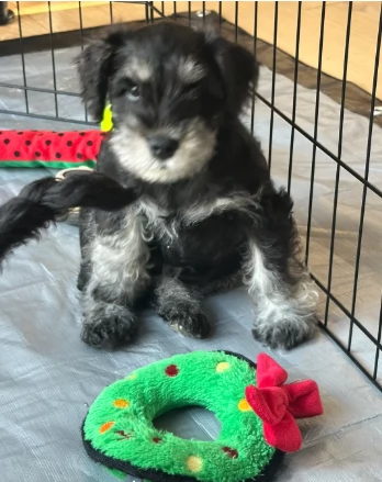 Bellissimi cuccioli di schnauzer nano