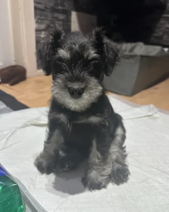 Bellissimi cuccioli di schnauzer nano | Foto 0