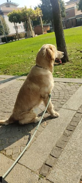 Golden retriever di 8 mesi