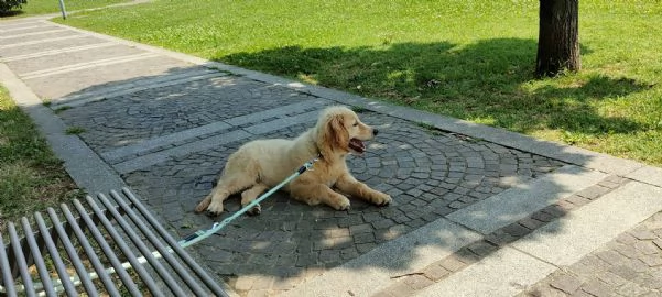Golden retriever di 8 mesi | Foto 2