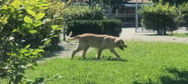 Golden retriever di 8 mesi | Foto 1