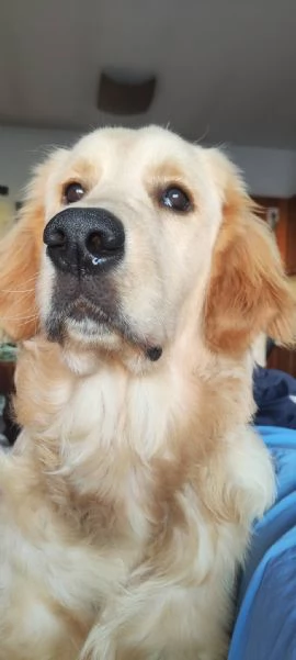 Golden retriever di 8 mesi | Foto 0