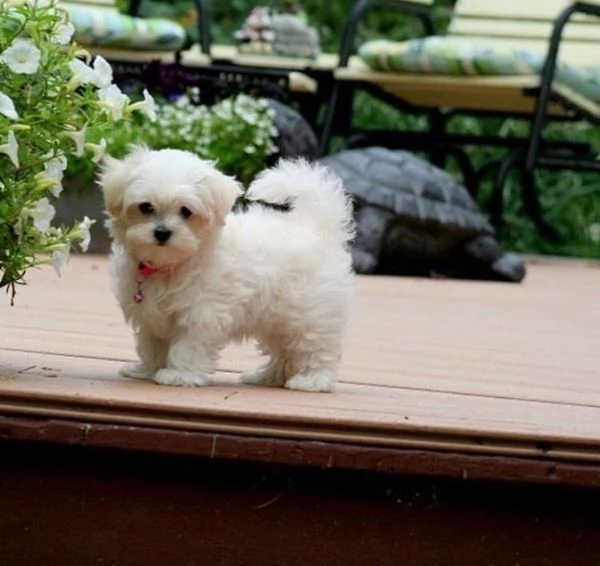Cuccioli di Mini Toy Bichon Maltese in adozione.