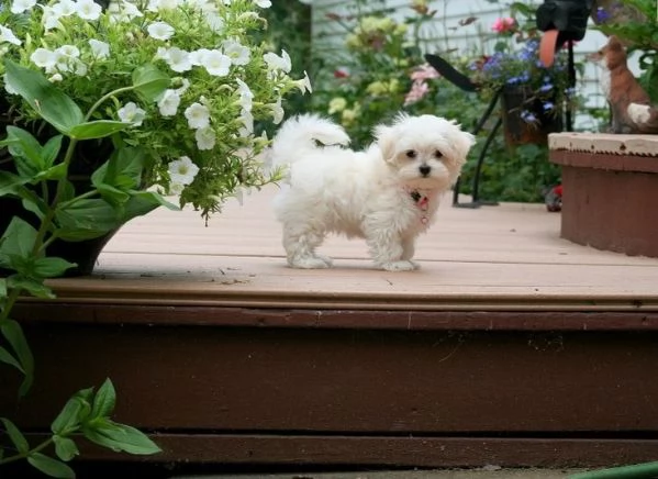 Cuccioli di Mini Toy Bichon Maltese in adozione. | Foto 1