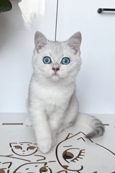 Maschio di British pelo corto disponibile