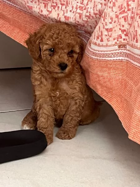 Cane borboncino miny toy